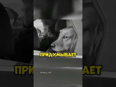 Тонировка по ГОСТу? #авто #машина #automobile thumbnail