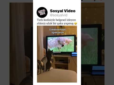 Tatlı kedisiyle belgesel izleyen abimiz ufak bir şaka yapmış ? thumbnail
