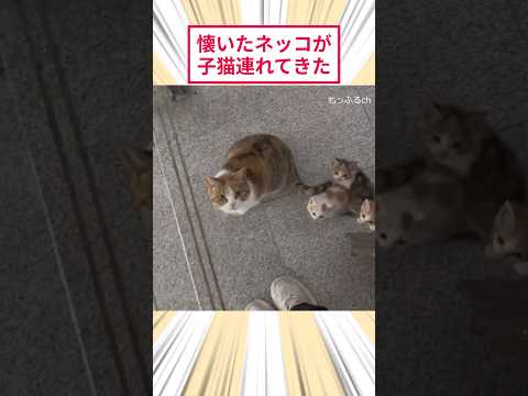 懐いたネッコが子猫連れてきた #2ch動物スレ #猫動画 #猫のいる暮らし thumbnail