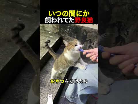 いつの間にか飼われてた野良猫 thumbnail