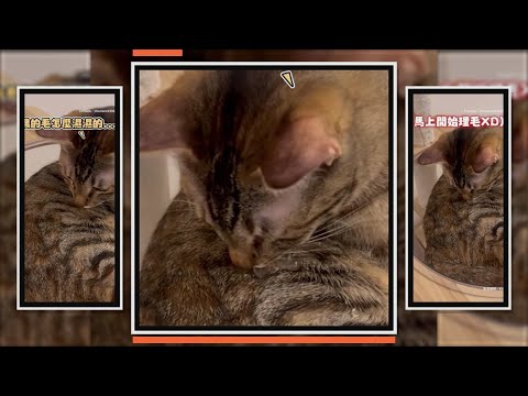 奴才把水滴在貓身上　利用理毛習慣騙水喝XD！ thumbnail