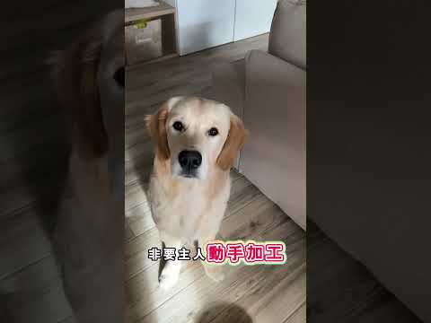 吃飯要有儀式感的挑剔小狗 thumbnail
