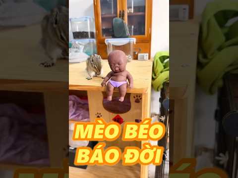 MÈO BÉO LẠI BÁO RỒI thumbnail