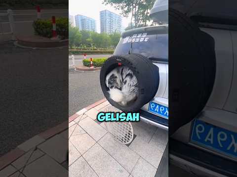Ban Serep Mobilnya Disulap Jadi Tempat Duduk VIP Khusus Si Doggy! #shortsviral thumbnail