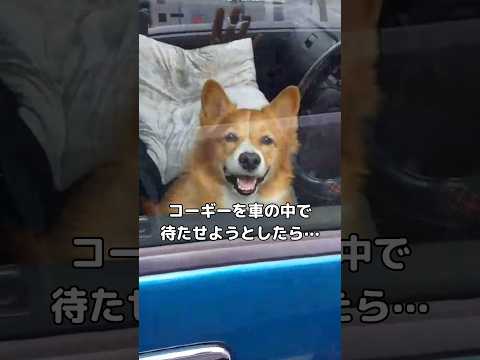 犬を待たせようとするとこれしてくるww #コーギー #クラクション #shorts thumbnail