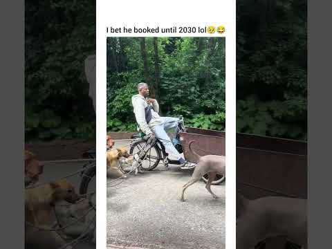 This is exactly what it looks like when you create my dream life 😌🥹 #dog #dogshorts #petshub #pets thumbnail