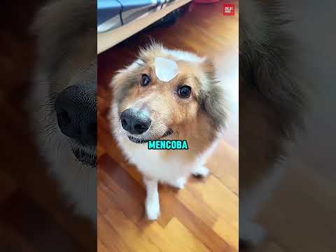 Anjing mana yang bereaksi paling baik? thumbnail