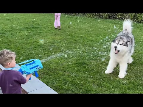 My Dog Had A Bubble Fight! (So Cute!!) thumbnail