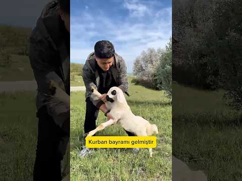 Sizce neden ikna etmeye çalışıyorum 😂 thumbnail
