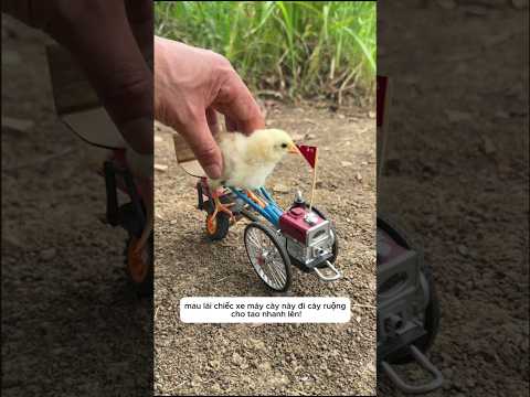 Gà con lái máy cày đi cày và cái kết #shorts thumbnail