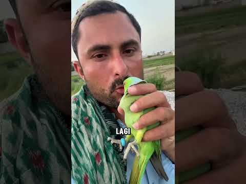 Burung beo ini sangat setia kepada pemiliknya ❤️ thumbnail