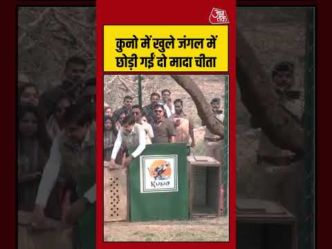 कुनो में खुले जंगल में छोड़ी गईं दो मादा चीता #cmmohanyadav #kunonationalpark #cheetah #shorts thumbnail