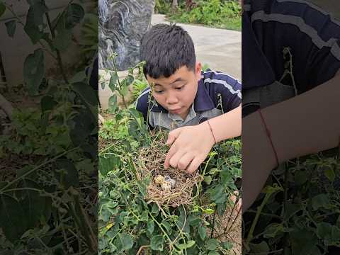 Trứng gì đấy thumbnail