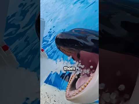 Why Do Orcas Eat Dry Ice?? ?? thumbnail