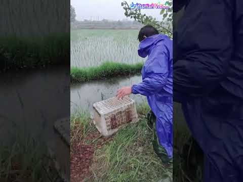 إطلاق شتلات جراد البحر في حقول الأرز - تكنولوجيا تربية جراد البحر thumbnail