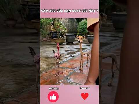 CẢM XÚC HIỆN TẠI CỦA BẠN LÀ ? #cute #shots #dog thumbnail