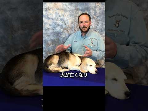 愛犬が亡くなったあとその姿を残す職人 thumbnail
