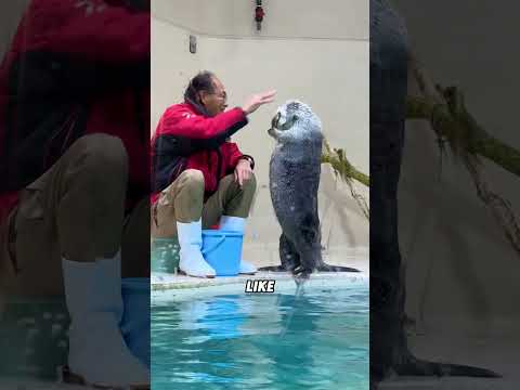 Cute sea otters#animals #funnyanimal #funny #cute #seaotter thumbnail
