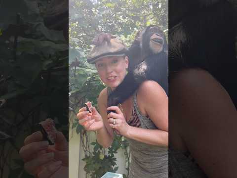 #fig #tree #chimp #cute #fun thumbnail