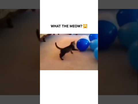 WHAT THE MEOW? 😳 thumbnail
