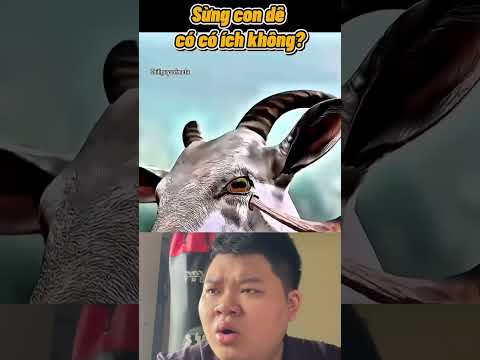 Sừng con dê có ích gì #quangnham8 thumbnail