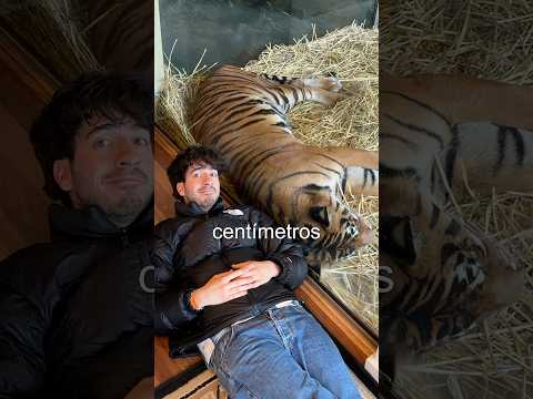 Pasé 24 horas con un tigre. thumbnail