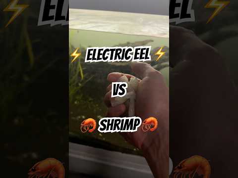 Feeding electric eel some shrimp!! 🦐 thumbnail