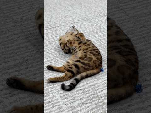 Pretty Little Baby Sindy #bengalcat thumbnail