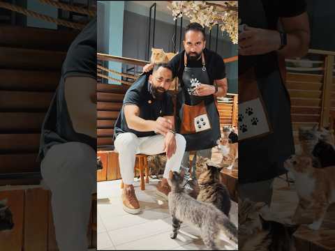 مين لسى ما جا مقهى القطط ؟ thumbnail