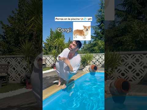 Puntúa el salto del final👇🤣 #humorperros #humorviral #humormascotas #perrosderisa #memesdeperros thumbnail