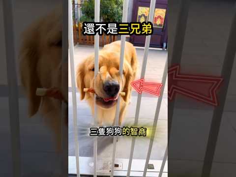 誰是智力王?看看就知道? thumbnail