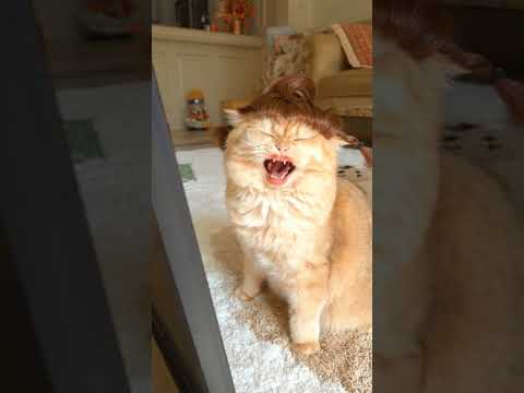 Digua looks in the mirror. #exlittlebeansfriend #funnyvideo #funnycats thumbnail