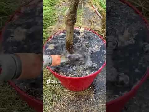 We planted two apple trees at our #allotment last autumn ? #treeplanting #appletrees #gardening thumbnail