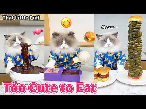 Chef Puff’s Adorable Food Ideas 🐱🍳✨ | That Little Puff thumbnail