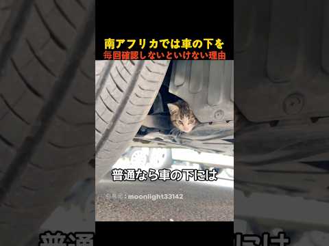 南アフリカでは車の下を毎回確認しないといけない理由 thumbnail