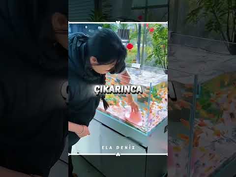 Kirli Akvaryum Bir Anda Temizlendi 🐠🤯 thumbnail