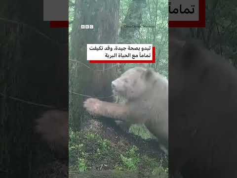 الباندا البيضاء الوحيدة في العالم thumbnail