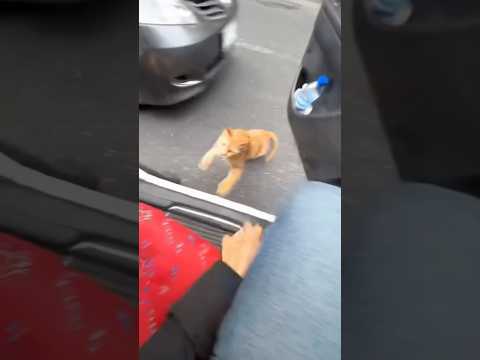 OMG😱Wait For End😳Orange cat trouble😱😂😂 #usa #viral #animals #newyork #dog #sea thumbnail