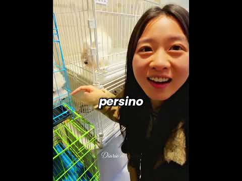🐶💔 Il regalo che le riaprì il cuore thumbnail