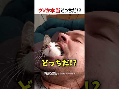 【何問正解できる？】ウソか本当どっちだ！？ part108 #shorts #クイズ #ショート #猫 #かわいい #cat #funny thumbnail