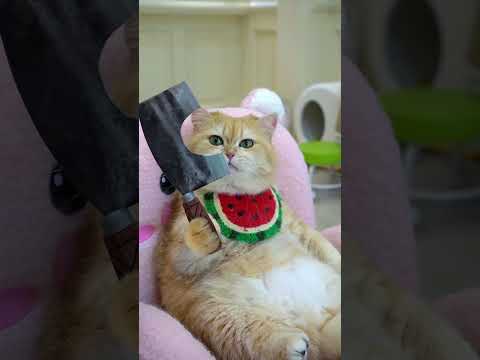 A good knife can make Chinese food more delicious #exlittlebeans #funnyvideo #funnycats thumbnail