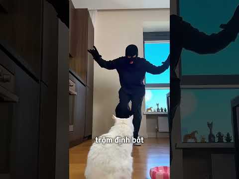 Chú mèo ở nhà một mình😅 thumbnail
