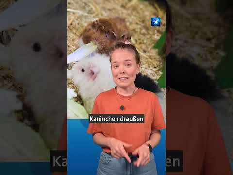 So kannst du Tieren bei der Hitze helfen. #tagesschau #nachrichten #tiere thumbnail