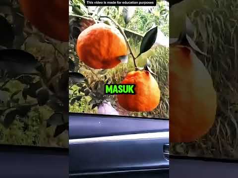 METIK BUAH ANTIMAINSTRIM❗️#videoviral #ngakak #lucu thumbnail