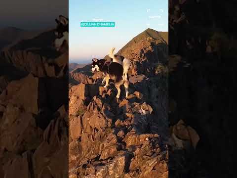 Dogs Love Going Mountain Climbing 🐶🏔 #dog thumbnail