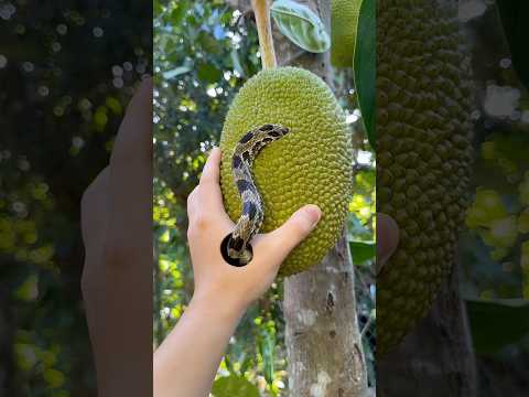 0mg // máy quá tay anh ấy không sao #funny # shorts thumbnail