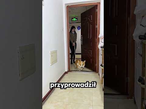 Psotny piesek zrobił swojemu właścicielowi niespodziankę 😯❤️ thumbnail