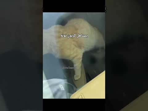 يستاهل كرتون تونة ?? thumbnail