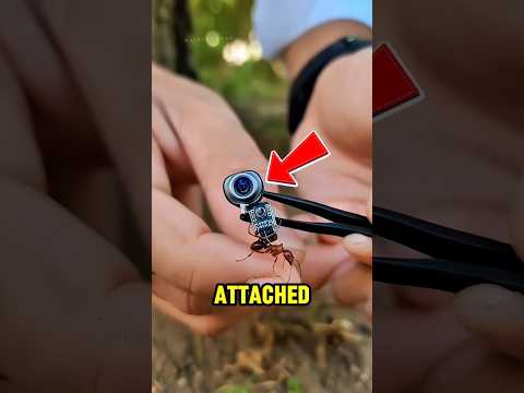 He Put a Camera on an Ant and Saw This‼️😱 thumbnail