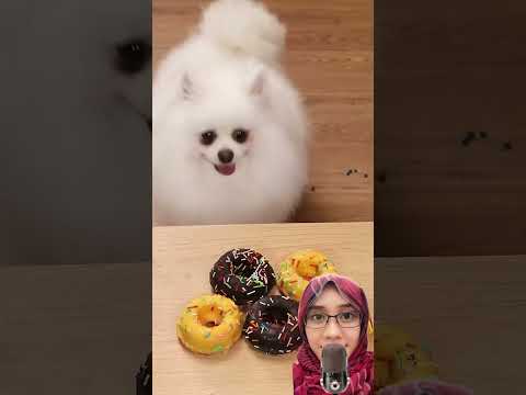 Nico penolong bebek ‼️ nicothePomeranian thumbnail